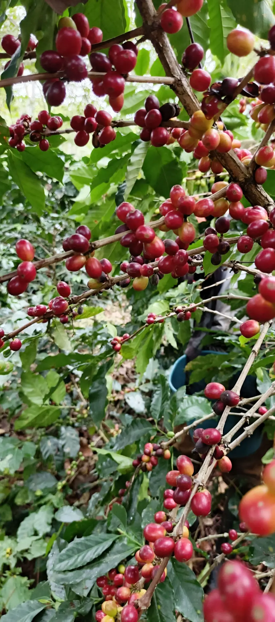 Planta de cafe local